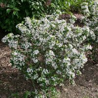 Low Scape Snowfire® - Aronia melanocarpa | Proven Winners