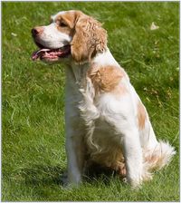 Alpine Spaniel - Switzerland, Savoy - EXTINCT