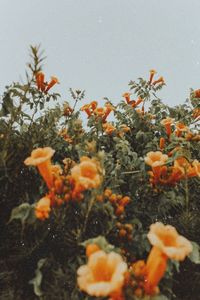 Wild flowers | Spring views