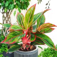 1 Aglaonema Creta - Variedade Exótica Aglaonema Red + Vaso