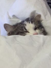 My cat sleeps in bed tucked up like a human!