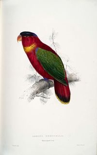 Lorius domicella -painting by Edward Lear