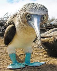 Crazy feet ---- Blue-footed Booby