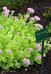 Propagate Sedum Spectabile cuttings to Create New Plants - Lovely Greens