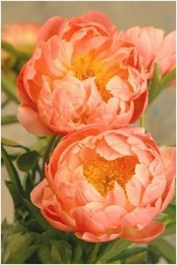 Friday Florals – The Peony | la salle design blog