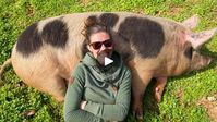 46K views · 1.8K reactions | Pigs Do the Hard Work for Lazy Farmer 🐷💪 | Pigs Do the Hard Work for Lazy Farmer 🐷💪 #diy #usa #gardening #farming #farm | By Anne of All Trades | Facebook