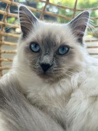 Purebread Bluepoint Ragdoll