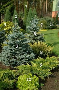 1. Juniperus communis 'Stricta'      6. Blue spruce 'Maigold'  2. The rocky juniper 'Blue Arrow'        7. Blue spruce 'Glauca Compacta' 3. Deren white 'Aurea'     8. Yew ‘Washingtonii’  4. The European larch 'Pendula'      9. The average juniper 'Gold Star'  5. Rough fir 'Compacta'      10. Oregano 'Thumbles'