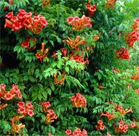 Campsis radicans Flamenco - Trumpet Vine - Large 6ft Specimen - Garden Plants