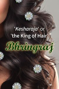 The wonder herb bhringraj is a popular and effective recommendation in age-old Ayurvedic texts. Known to offer skin and hair benefits such as reduction of premature greying, dandruff, baldness, and promotion of thick, healthy, and glowing hair! Indeed, a rejuvenator herb!  #BhringrajBlog #TheAyurvedaExperience