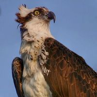 Ospreys | British Bird Of Prey Centre Wales