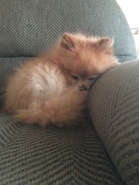 So small #pomlife #pomeranian More