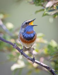 The Bluethroat (Luscinia svecica) is a migratory insectivorous species breeding in wet birch wood or bushy swamp in Europe and Asia with a foothold in western Alaska.