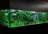 Beautiful Nature Aquascapes