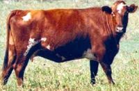 Adaptaur Cattle Characteristics & Breed Information | Modern Farming Methods