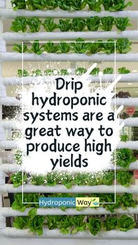 Drip systems deliver nutrients and water efficiently, promoting steady growth and maximizing yields. Ideal for hydroponic gardeners aiming for productivity. #sustainability #gardening #farming #hydroponicfarming #hydroponics #hydroponicsystem #gardeningtips #verticalfarming #aeroponics #aquaponics #agriculture #agriculturetechnology #agritechnology #garden #hydroponics #indoorfarming #sustainable #gardening101 #agritech #urbanfarming #verticalgarden #indoorgarden #sustainable #future #diy #food