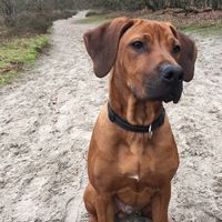 Jengo 5 maanden ❤️ Rhodesian Ridgeback