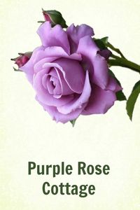 Purple Rose