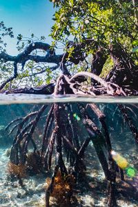 Our advocacy program aims to protect and preserve the critical coastal habitats that support diverse aquatic species and maintain our natural shoreline.