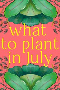 There are still a bunch of vegetables that you can plant in July for a harvest throughout the later summer, autumn, and winter!