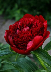 (•ॢ◡-ॢ)                                                     Peony "Red Charm" in front of red swedish house with white trim