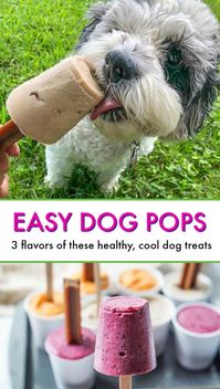 Easy Dog Pops - just a few ingredients to make these dog popsicles to keep them cool this summer! #dogs #puppy #treats #dogtreats #popsicles #dogpops