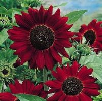 Velvet Queen Sunflower 20 seeds The vibrant petals of Velvet Queen Sunflowers seem to glow with color, offset by the large, black center! Extra tall stalks produce a bounty of blooms that will set your summer garden ablaze with color! Plant Height: 4 ft - 5 ft Spacing: Plant out 2-4 feet apart in full sun