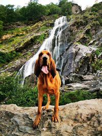 After going missing in the States for six months, mountain-rescue dog Grace the bloodhound is in Ireland and already making a difference - By Eugene Masterson | Independent.ie Pinterest: @Independent_ie  Twitter: @Independent_ie  @Indo_Travel_   @poloconghaile   @Indo_Weekend  #bloodhound #servicedogs #workingdogs #rescuedogs #searchandrescue #searchandrescuedogs #mountainrescuedogs