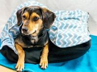 Make the perfect snuggle pet bed for your furry friend >> http://www.diynetwork.com/made-and-remade/make-it/snuggle-pet-bed?soc=pinterest