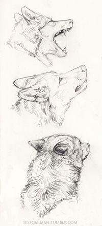 Tutoriel esquisses loups