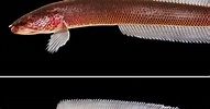 Species New to Science: [Ichthyology • 2019] Aenigmachanna gollum • A New Genus and Species of ...