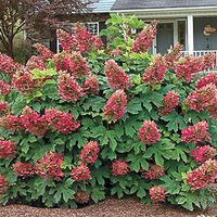 Ruby Slippers Dwarf Oakleaf Hydrangea