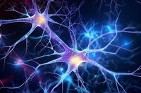 How Dendrites Shape Neuronal Response - Neuroscience News