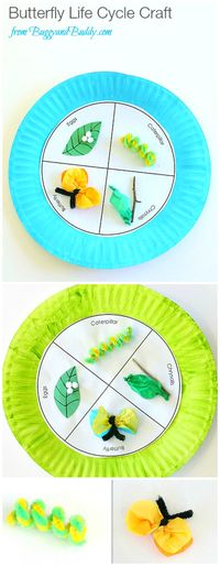 Paper Plate Butterfly Life Cycle Craft for Kids (with FREE printable template)- Fun spring and science activity for kids! ~ BuggyandBuddy.com