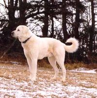 Akbash on alert - Can be known as Coban Kopegi or Akbas this dog comes from western Turkey. Developed 3000 years ago by shepherds who selectively bred for white-coloured sheepdogs, perhaps to differentiate from predators. The name Akbash comes from the Turkish word Akbas meaning White Head.