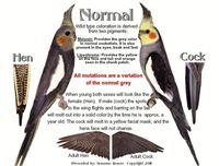 How to tell a male cockatiel from a female.