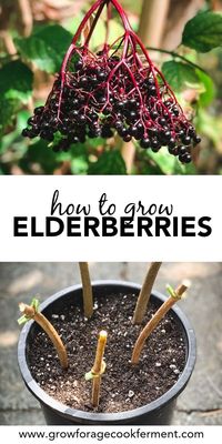 Learn how to grow elderberries for food and medicine, right in your own backyard! Elderberries can be grown from cuttings, starts, or seeds. #grow #elderberries #medicinalplants #herbalism #elderflowers #fall #spring #growtrees #homesteading