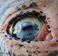 Appaloosa eye by Rachel Pendley