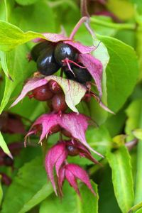 Grow Himalayan honeysuckle for fragrant white blooms surrounded by deep purple bracts and flavorful berries that taste like toffee. Learn how to plant and care for Leycesteria formosa in your landscape now on Gardener's Path. #himalayanhoneysuckle #ornamentals #gardenerspath