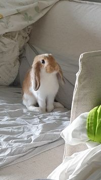 Bunny