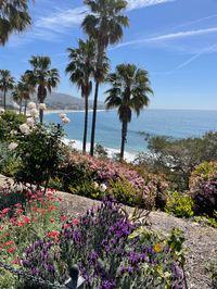 #beach #california #flowers #summer #spring #springbreak #laguna