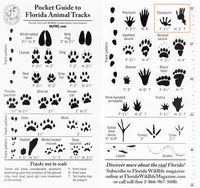 Pocket Guide to Florida Animal Tracks