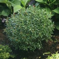 GEM BOX® Inkberry Holly - Proven Winners ColorChoice Flowering Shrubs