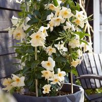 Mandevilla Winter Care: How To Overwinter Mandevilla Plants?