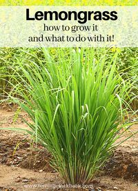 Love making lemongrass recipes but tired of buying it in the store?  Grow lemongrass at home!  Here are a few tips for planting  your own lemongrass right in the back yard.  As well as a few creative ways to use it once it is flourishing!  #gardeningtips #lemongrass #backyardgardens