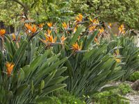 How to Prune a Bird of Paradise Plant - World of Flowering Plants