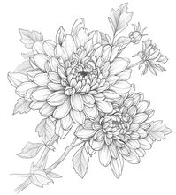 Simple line art tattoo design of chrysanthemum flowers, perfect for coloring pages The post Chrysanthemum Flower Line Art Tattoo Design appeared first on The Candie | Inspirational Digital Art by The Candie.