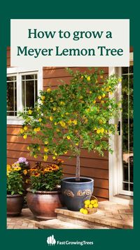 Add some zest to your garden with a Meyer Lemon Tree! 🍋🌳 These cheerful citrus trees grow well in zones 8-11 outdoors, but if you are in a colder hardiness zone you can grow them in a container on your patio and bring them inside for the winter. ❄️ Click to get one delivered today.