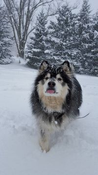 snow lover