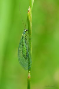 Lacewing (Chrysopa perla)